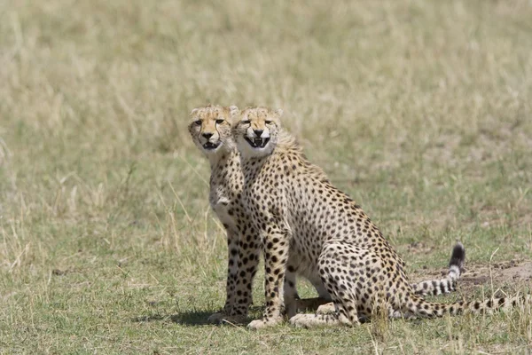 Gepard braci w masai mara — Zdjęcie stockowe