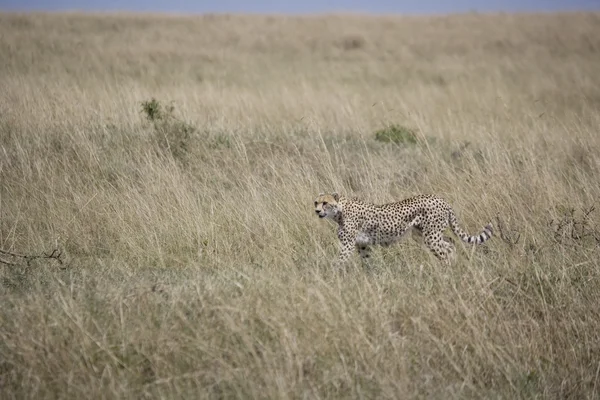 Cheetah fêmea andando através da Masai Mara — Fotografia de Stock