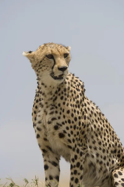 Cheetah mirando sobre el Masai Mara — Foto de Stock