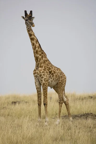 Männliche Giraffe wandert über die Masai Mara lizenzfreie Stockfotos