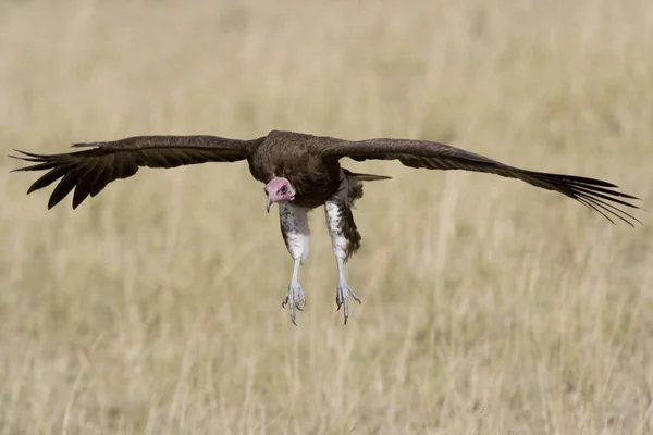 Abutre com capuz branco voando na Masai Mara Imagens De Bancos De Imagens