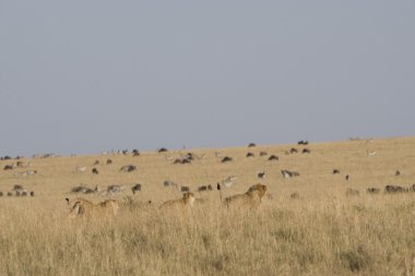 lionesses gururu korumak için istilacı bir erkek saldırı