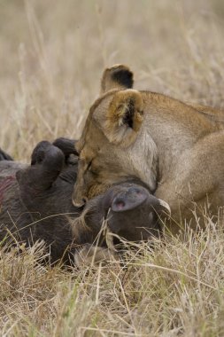 masai mara içinde warthog öldürmek aslan