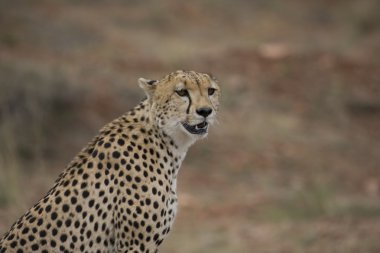 cheetah masai mara üzerinde seyir