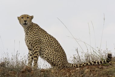 cheetah masai mara içinde yürüyüş