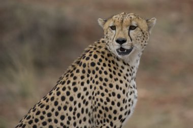 cheetah masai mara üzerinde seyir