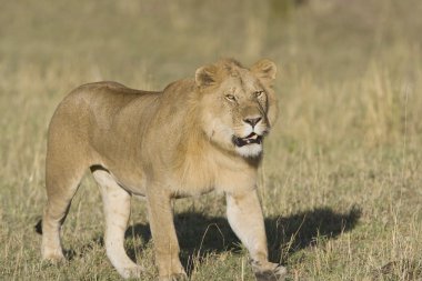 masai mara içinde erkek aslan