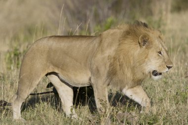 masai mara içinde erkek aslan