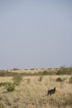 masai mara içinde erkek aslan