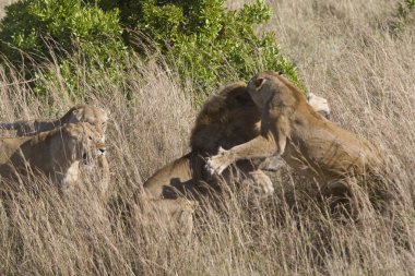 lionesses gururu korumak için istilacı bir erkek saldırı