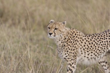 dişi çita yürüyüş masai mara