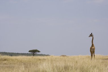 masai mara, zürafa