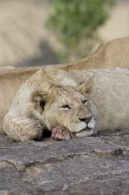 Masai Mara 'daki genç aslan.