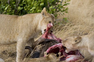 Lions feed on wildebeest carcass in the Masai Mara clipart