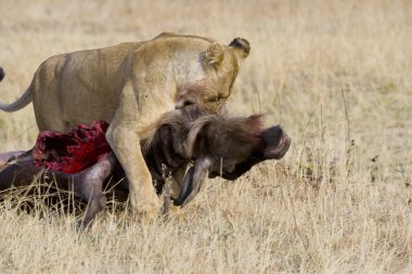 Lion drags wildebeest carcass in the Masai Mara clipart