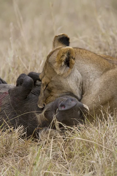 Leeuwin doden een wrattenzwijn in de masai mara — Stockfoto