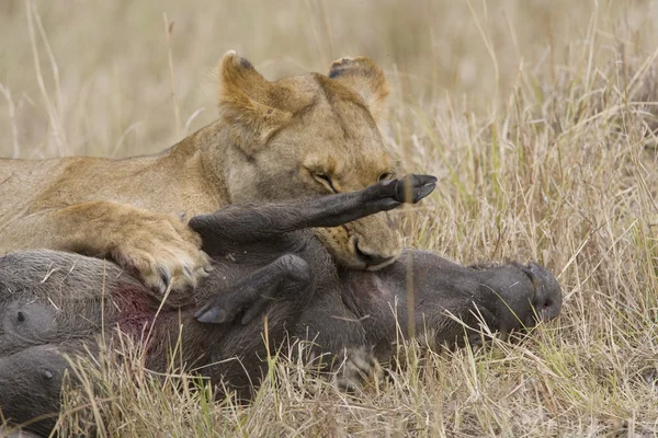 マサイマラ国立保護区でイボイノシシ殺しライオネス — ストック写真