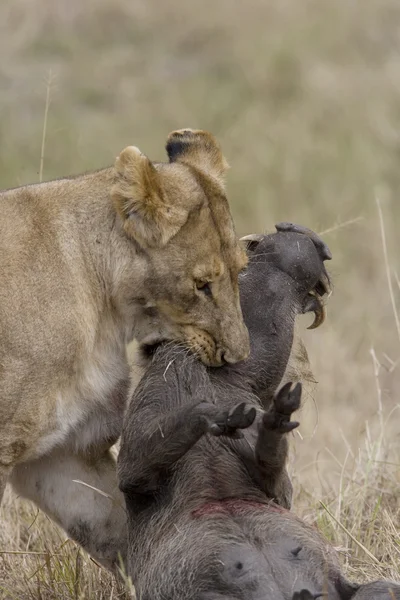 Masai mara içinde warthog öldürmek aslan — Stok fotoğraf