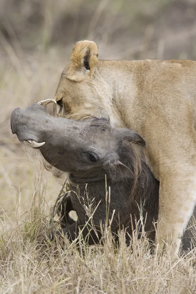 マサイマラ国立保護区でイボイノシシ殺しライオネス — ストック写真