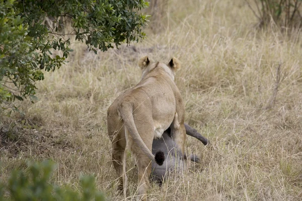 Leoa matando um javali na Masai Mara — Fotografia de Stock