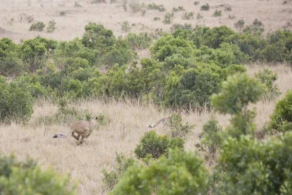 母狮追逐一只猎豹在马赛马拉 — 图库照片