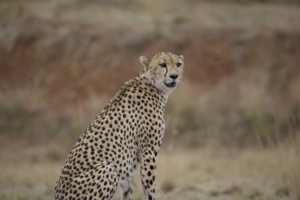 Cheetah katselee Masai Maraa. — kuvapankkivalokuva