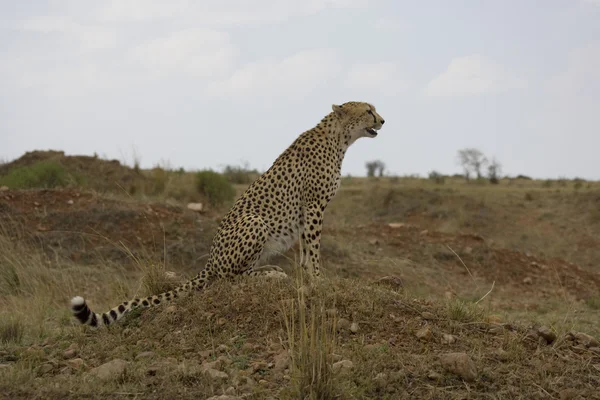 Гепард смотрит на Масаи-Мара — стоковое фото