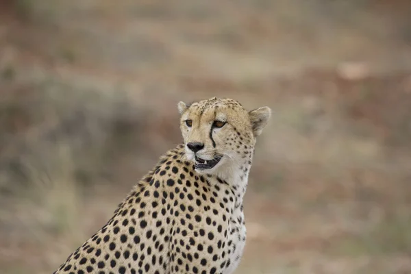 Cheetah guardando oltre il Masai Mara — Foto Stock
