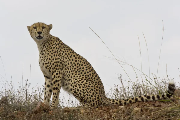 Cheetah promenader i masai mara — Stockfoto