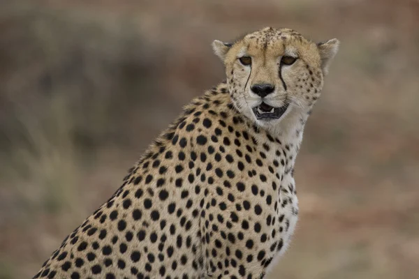 Cheetah looking over the Masai Mara — Stock Photo, Image