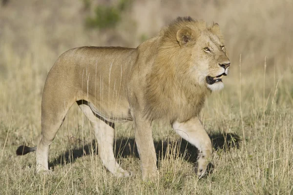 León macho en el Masai Mara — Foto de Stock