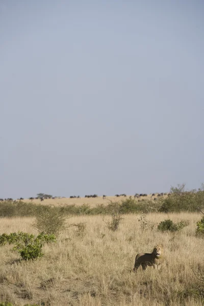 Löwenmännchen in der Masai Mara — Stockfoto