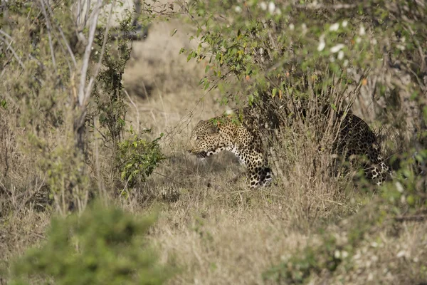 Αρσενικό λεοπάρδαλη με το Μασάι Μάρα — Φωτογραφία Αρχείου