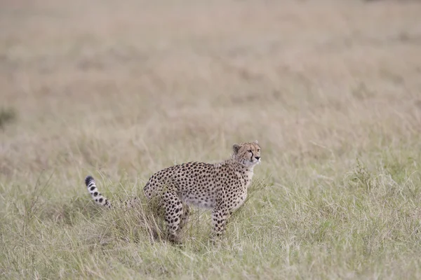 Cheetah walking across the Masai Mara — Stock Photo, Image