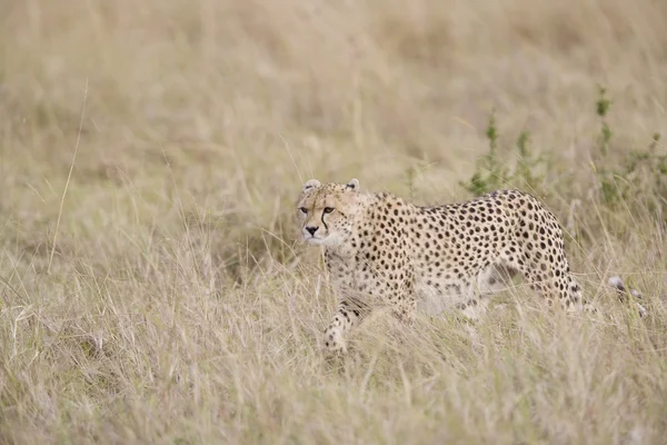 Cheetah fêmea andando através da Masai Mara — Fotografia de Stock