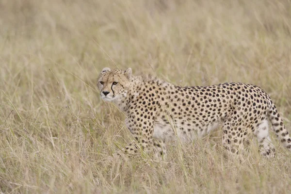 Cheetah hembra caminando a través del Masai Mara —  Fotos de Stock