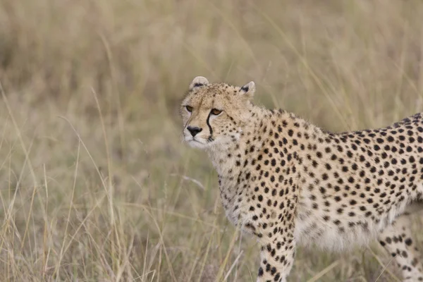 Cheetah hembra caminando a través del Masai Mara — Foto de Stock