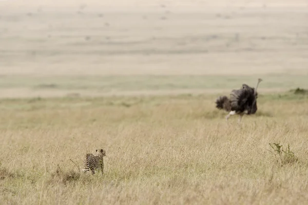 Vrouwelijke cheetah jacht een struisvogel — Stockfoto