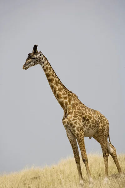 雄性长颈鹿的散步走过马赛马拉 — 图库照片