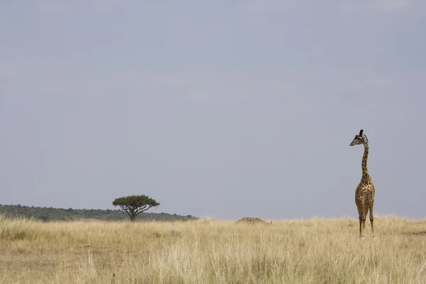 Giraffe in de masai mara — Stockfoto