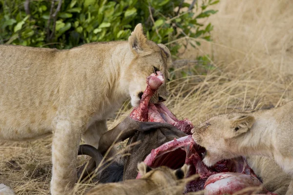 Λιοντάρια που τρέφονται με γκνου σφαγίου εν το Μασάι Μάρα — Φωτογραφία Αρχείου