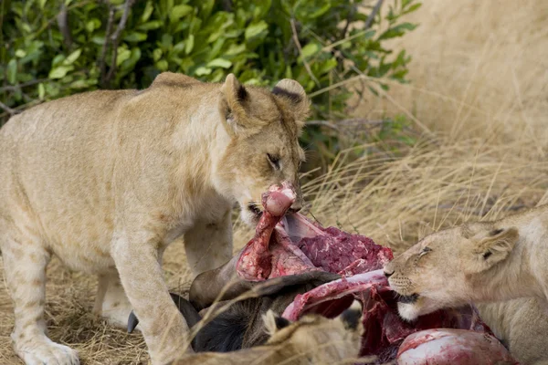 Lions feed on wildebeest carcass in the Masai Mara — Stock Photo, Image