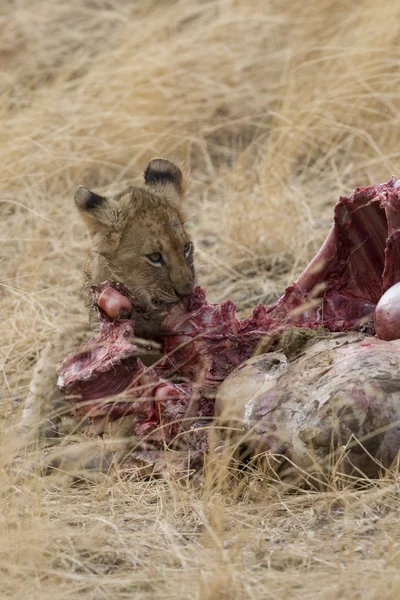 Lion feeds on wildebeest carcass in the Masai Mara — Stock Photo, Image