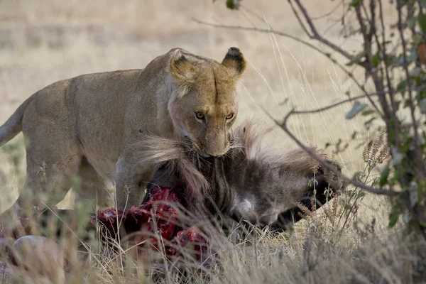 Lion drags a wildebeest carcass in the Masai Mara — Stock Photo, Image