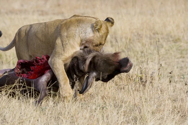 Aslan wildebeest karkas masai mara sürükler. — Stok fotoğraf
