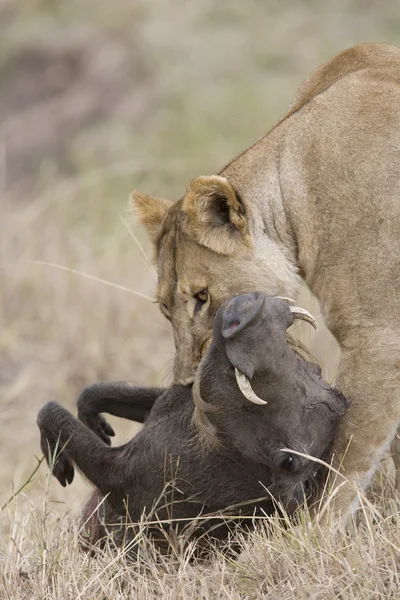 Λέαινα που σκοτώνει ένα warthog σε το Μασάι Μάρα Royalty Free Εικόνες Αρχείου