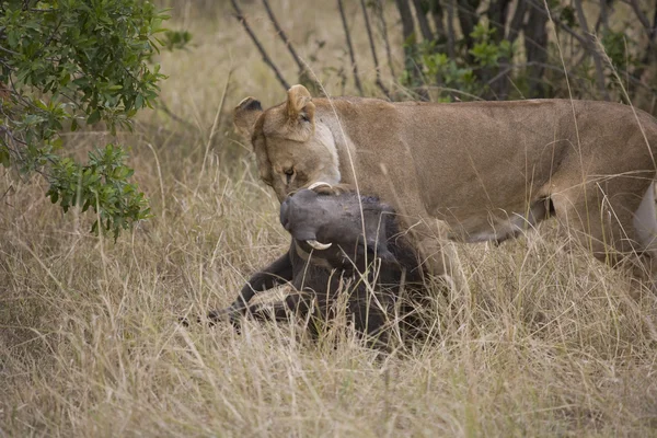 Löwin tötet Warzenschwein in der Masai-Mara lizenzfreie Stockbilder
