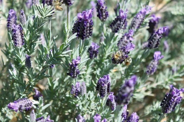 stock image Lavender garden in full bloom