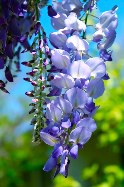 stock image Wisteria in full bloom