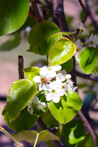 Mançurya armut ağacı tam Bloom